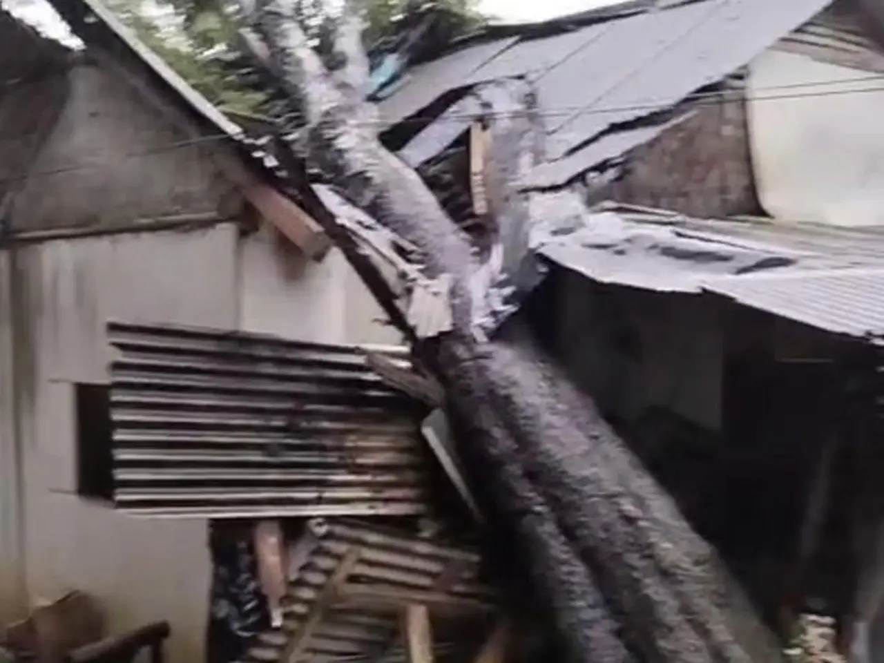 Angin Kencang dan Pohon Tumbang Terjang Pandeglang, 6 Rumah Warga Rusak Parah