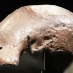 Kemenbud Pamerkan Fosil Java Man yang Dikembalikan Belanda, Pertegas Posisi Nusantara dalam Evolusi Manusia