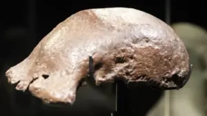 Kemenbud Pamerkan Fosil Java Man yang Dikembalikan Belanda, Pertegas Posisi Nusantara dalam Evolusi Manusia