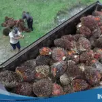 Harga CPO Menguat Dua Sesi Berturut-turut, Didorong Aksi Beli dan Sentimen Energi Global