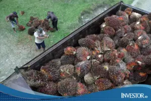 Harga CPO Menguat Dua Sesi Beruntun, Didorong Aksi Beli dan Daya Saing Minyak Nabati