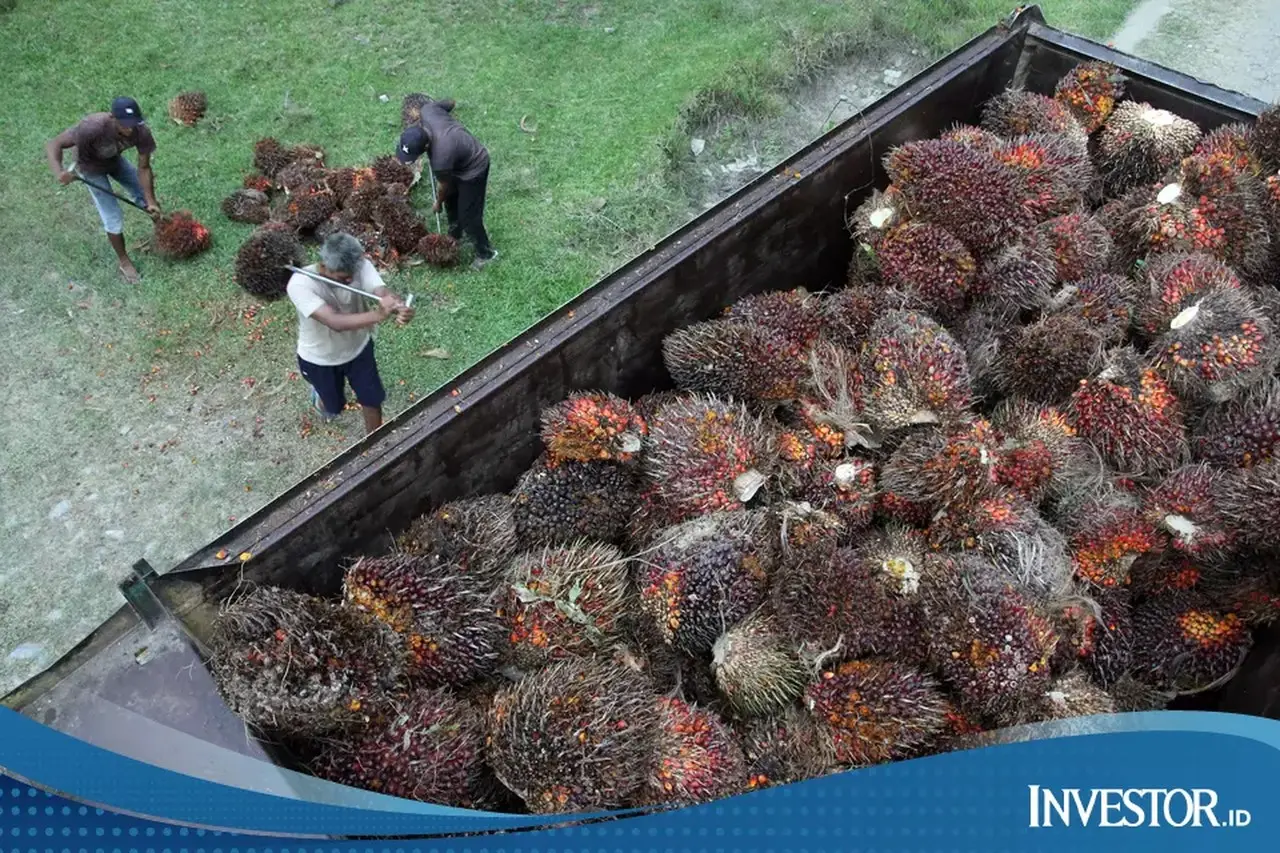 Harga CPO Menguat Dua Sesi Beruntun, Didorong Aksi Beli dan Daya Saing Minyak Nabati
