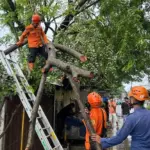 Pohon Tumbang Timpa Warung dan Tutup Jalan Raya Pabuaran Bogor Akibat Hujan Angin Kencang
