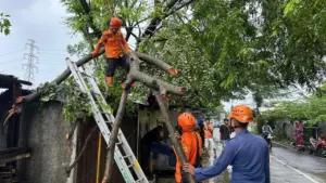 Pohon Tumbang Timpa Warung dan Tutup Jalan Raya Pabuaran Bogor Akibat Hujan Angin Kencang