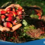 Harga CPO Anjlok Lebih dari 1% di Bursa Malaysia, Terendah Sejak Juni 2025 Akibat Sentimen Ganda