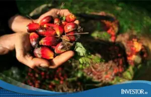 Harga CPO Anjlok Lebih dari 1% di Bursa Malaysia, Terendah Sejak Juni 2025 Akibat Sentimen Ganda