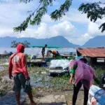 Cuaca Ekstrem Picu Kematian 1.428 Ton Ikan di Danau Maninjau, Petani Rugi Rp 32,86 Miliar