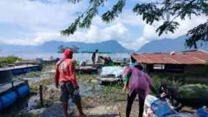 Cuaca Ekstrem Picu Kematian 1.428 Ton Ikan di Danau Maninjau, Petani Rugi Rp 32,86 Miliar