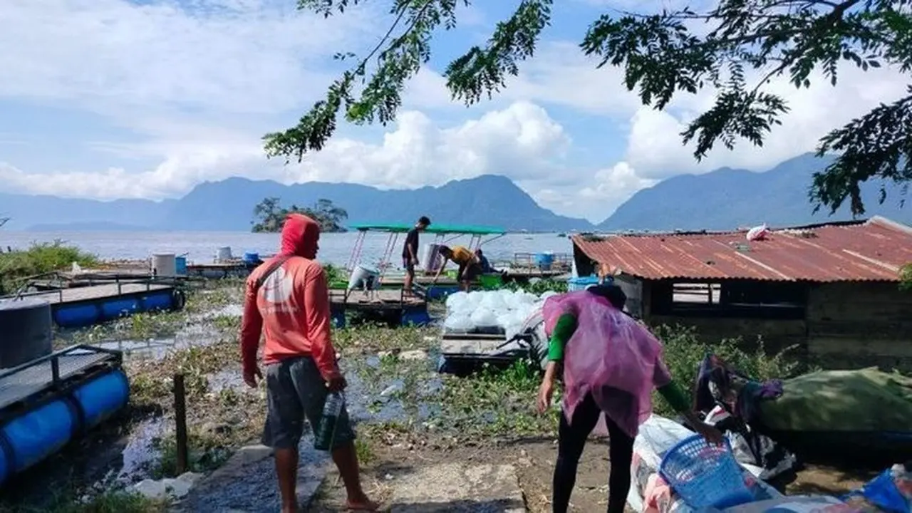 Cuaca Ekstrem Picu Kematian 1.428 Ton Ikan di Danau Maninjau, Petani Rugi Rp 32,86 Miliar