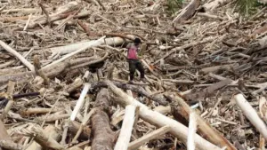 Bareskrim Polri Kejar Perusak Hutan di Garoga-Anggoli Terkait Gelondongan Kayu