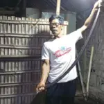 Ular Kobra Jumbo Bersarang di Rumah Warga Klaten, 20 Telur Ditemukan