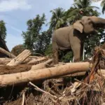 DPR Kritik BKSDA Aceh Kerahkan Gajah Bersihkan Kayu Sisa Banjir, Dinilai Tak Tepat