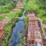Perjuangan Berat Polres Inhu Ungkap Illegal Logging di Tengah Sarang Harimau dan Buaya