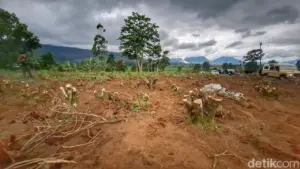 Polda Jabar Tetapkan 6 Tersangka Perusakan Kebun Teh PTPN di Pangalengan, Ada Mandor dan Pemodal