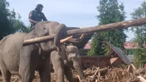 Gajah Sumatera Bantu Bersih-bersih Puing Banjir Aceh, KSDA Pastikan Kesejahteraan Satwa