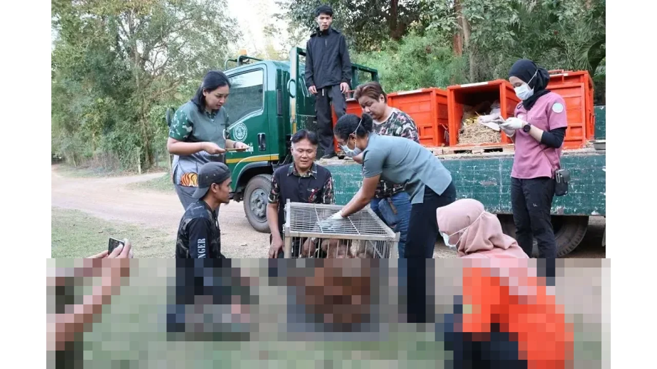 Indonesia-Thailand Pulangkan Empat Orangutan, Dubes Rachmat Budiman: “Cerminkan Kuatnya Persahabatan”