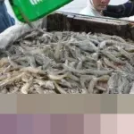 Ishartini KKP: “Bukan Kasus Baru, Udang Indonesia Mulai Masuk AS”