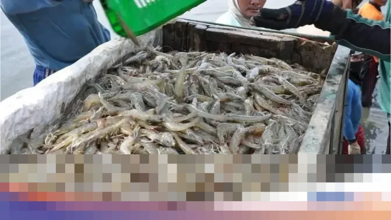 Ishartini KKP: “Bukan Kasus Baru, Udang Indonesia Mulai Masuk AS”