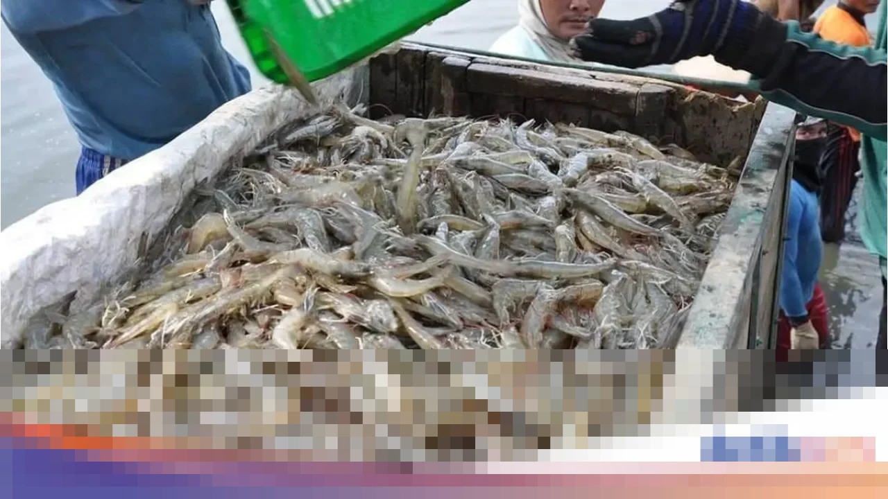 Ishartini KKP: “Bukan Kasus Baru, Udang Indonesia Mulai Masuk AS”