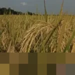 Kalimantan Selatan Lampaui Target Produksi Padi Nasional 2025, Capai 1,17 Juta Ton