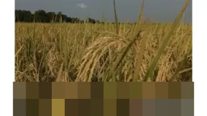 Kalimantan Selatan Lampaui Target Produksi Padi Nasional 2025, Capai 1,17 Juta Ton