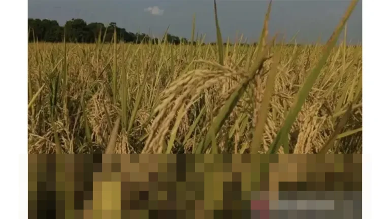 Kalimantan Selatan Lampaui Target Produksi Padi Nasional 2025, Capai 1,17 Juta Ton Kalimantan Selatan Lampaui Target Produksi Padi Nasional 2025, Capai 1,17 Juta Ton