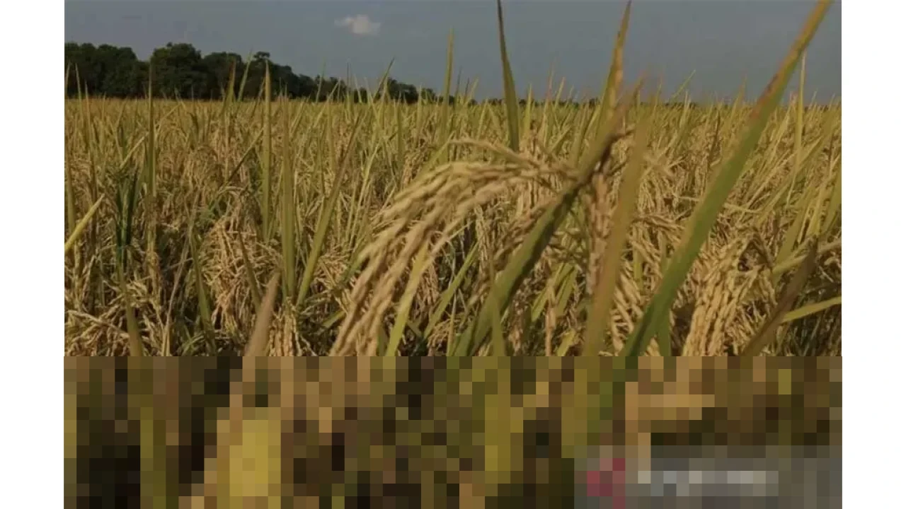 Kalimantan Selatan Lampaui Target Produksi Padi Nasional 2025, Capai 1,17 Juta Ton