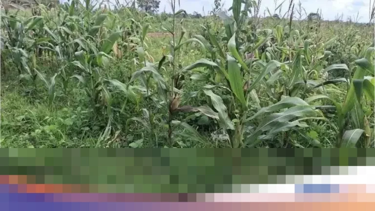 Kapolresta Tangerang: “Program Budidaya Jagung Tidak Berhenti, Tantangan Teknis Diatasi”