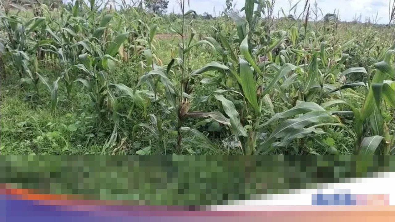 Kapolresta Tangerang: “Program Budidaya Jagung Tidak Berhenti, Tantangan Teknis Diatasi”