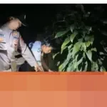 Kapolsek Sumberejo: “Bayi Ditemukan di Lubang Bekas Septic Tank, Berhasil Diselamatkan”