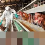 Kementerian Jepang Konfirmasi Wabah Flu Burung Patogenik Tinggi di Hokkaido, Ribuan Ayam Dimusnahkan