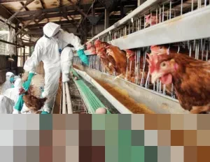 Kementerian Jepang Konfirmasi Wabah Flu Burung Patogenik Tinggi di Hokkaido, Ribuan Ayam Dimusnahkan