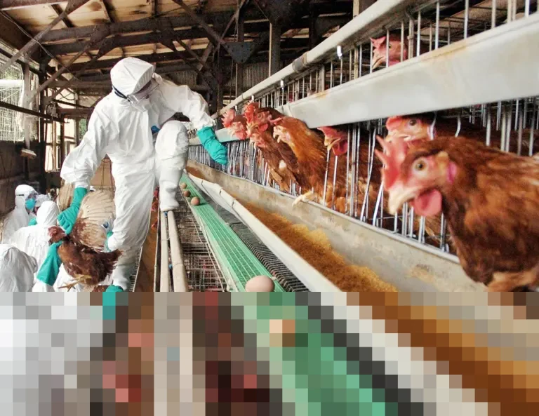 Kementerian Jepang Konfirmasi Wabah Flu Burung Patogenik Tinggi di Hokkaido, Ribuan Ayam Dimusnahkan