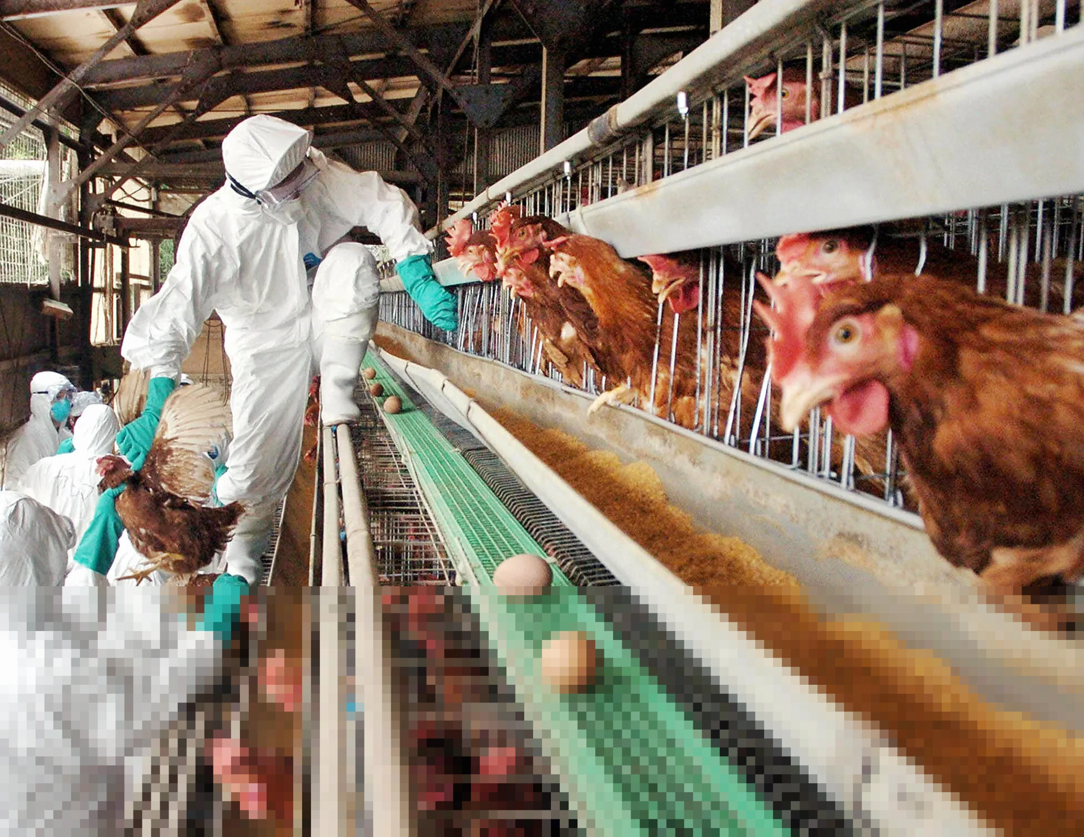 Kementerian Jepang Konfirmasi Wabah Flu Burung Patogenik Tinggi di Hokkaido, Ribuan Ayam Dimusnahkan Kementerian Jepang Konfirmasi Wabah Flu Burung Patogenik Tinggi di Hokkaido, Ribuan Ayam Dimusnahkan