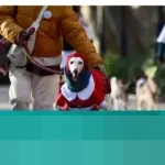 Kemeriahan Sanperrestre: Ratusan Anjing Berbusana Natal Penuhi Jalanan Madrid, Kampanyekan Kesejahteraan Hewan