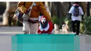Kemeriahan Sanperrestre: Ratusan Anjing Berbusana Natal Penuhi Jalanan Madrid, Kampanyekan Kesejahteraan Hewan