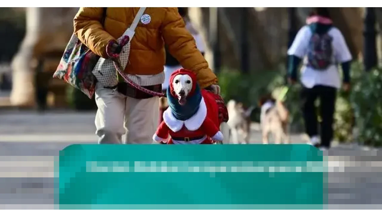 Kemeriahan Sanperrestre: Ratusan Anjing Berbusana Natal Penuhi Jalanan Madrid, Kampanyekan Kesejahteraan Hewan Kemeriahan Sanperrestre: Ratusan Anjing Berbusana Natal Penuhi Jalanan Madrid, Kampanyekan Kesejahteraan Hewan