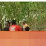 Kepala Desa Braja Asri Lampung Timur Tewas Diserang Gajah Liar Saat Penggiringan dari Kebun Warga
