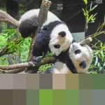 Kepulangan Panda Kembar dari Jepang Picu Kekhawatiran di Tengah Memanasnya Hubungan Tiongkok-Jepang