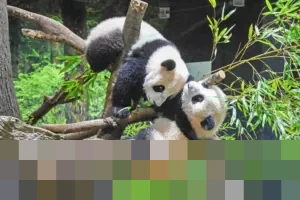 Kepulangan Panda Kembar dari Jepang Picu Kekhawatiran di Tengah Memanasnya Hubungan Tiongkok-Jepang