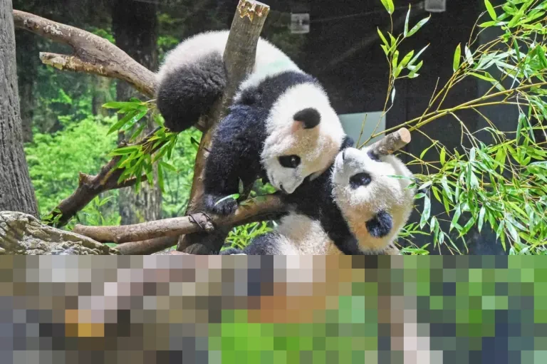 Kepulangan Panda Kembar dari Jepang Picu Kekhawatiran di Tengah Memanasnya Hubungan Tiongkok-Jepang