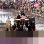 Kerapan Sapeh Sakak Probolinggo: Ajang Silaturahmi Petani dan Penggerak Ekonomi Lokal