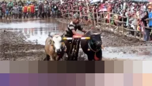 Kerapan Sapeh Sakak Probolinggo: Ajang Silaturahmi Petani dan Penggerak Ekonomi Lokal