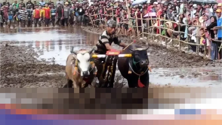 Kerapan Sapeh Sakak Probolinggo: Ajang Silaturahmi Petani dan Penggerak Ekonomi Lokal