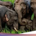 Kereta Api di India Tabrak Kawanan Gajah Liar, Tujuh Ekor Tewas dan Lima Gerbong Tergelincir