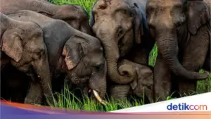 Kereta Api di India Tabrak Kawanan Gajah Liar, Tujuh Ekor Tewas dan Lima Gerbong Tergelincir