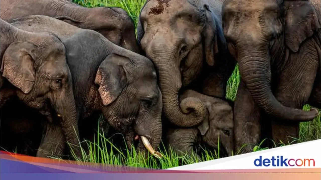 Kereta Api di India Tabrak Kawanan Gajah Liar, Tujuh Ekor Tewas dan Lima Gerbong Tergelincir