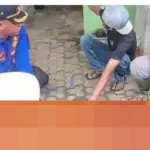 Khawatir Menggigit, Buaya Peliharaan 28 Tahun di Lampung Selatan Dievakuasi Damkarmat