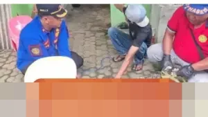 Khawatir Menggigit, Buaya Peliharaan 28 Tahun di Lampung Selatan Dievakuasi Damkarmat