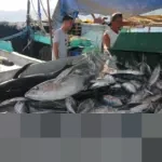 KKP Jamin Pelayanan Pelabuhan Perikanan Optimal di Nataru, Peringatkan Nelayan Waspada Cuaca Ekstrem